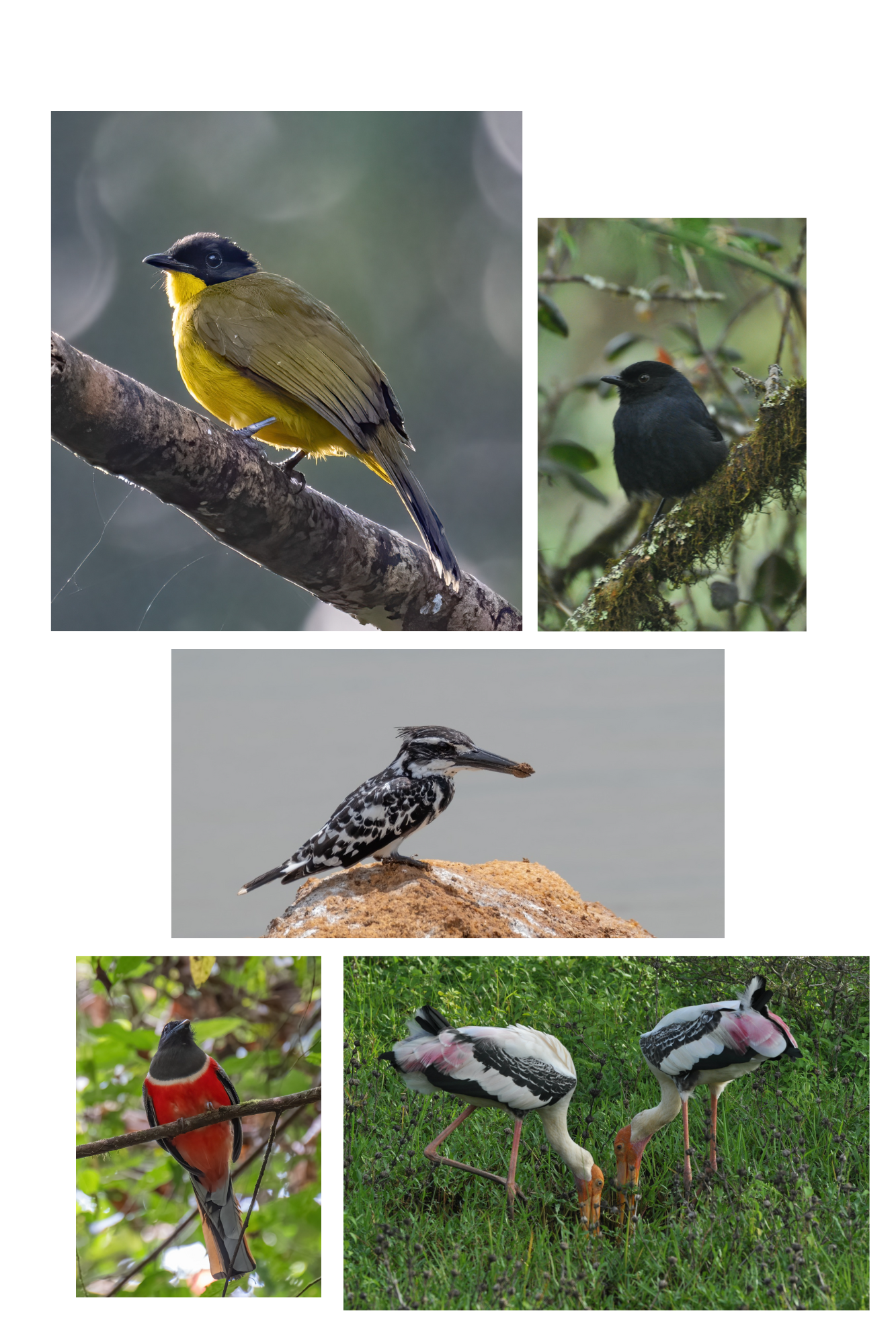 Bird Watching
