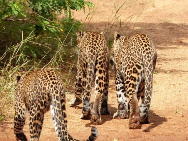 Wildlife Tour